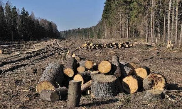 Parlamentarii au aprobat noul Cod Silvic