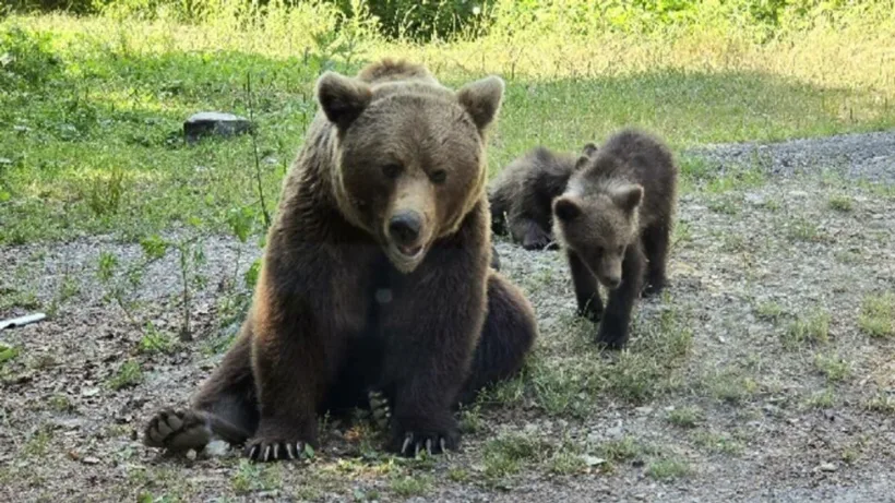 Italianul ucis de ursoaică pe Transfăgărășan. Ministerul Mediului anunță de ce  a fost împușcat animalul și ce s-a întâmplat cu puii săi