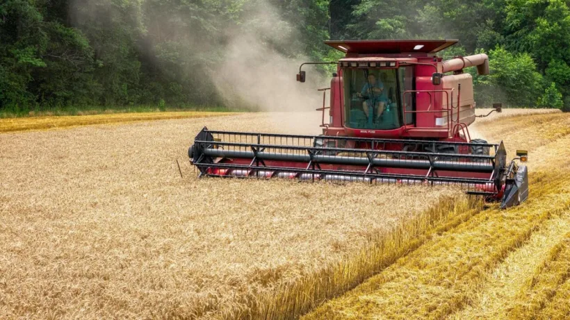 Performanță istorică în agricultură: România, lider european la cereale și exporturi de animale vii