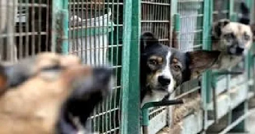 Zeci de câini fără stăpân preluați de ONG-urile giurgiuvene