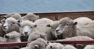 Exporturile de ovine cresc accelerat: România va livra un milion de capete în Algeria