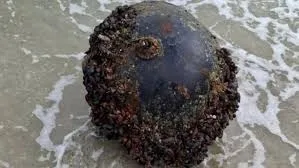 Alertă între Vama Veche și 2 Mai: o mină marină a fost detonată controlat de scafandrii militari
