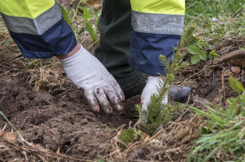 Cea mai mare campanie naţională de împăduriri din ultimul deceniu: "Sunt în curs de plantare peste 2.500 de păduri de la zero şi completate alte 7.000 de păduri tinere"