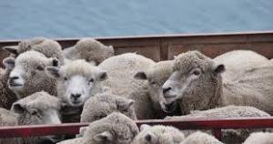 Exporturile de ovine cresc accelerat: Rom&acirc;nia va livra un milion de capete &icirc;n Algeria