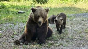 Italianul ucis de ursoaică pe Transfăgărășan. Ministerul Mediului anunță de ce  a fost împușcat animalul și ce s-a întâmplat cu puii săi
