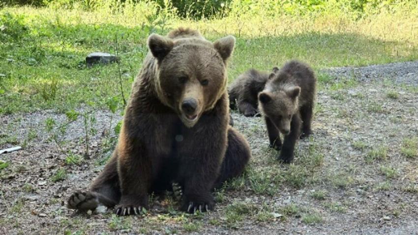 Italianul ucis de ursoaică pe Transfăgărășan. Ministerul Mediului anunță de ce  a fost împușcat animalul și ce s-a întâmplat cu puii săi