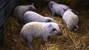 Ajutor de stat pentru crescătorii de porci Bazna și Mangalița