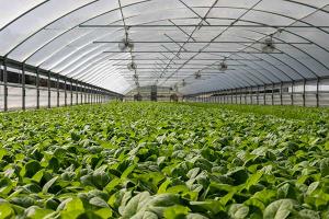 Vești bune pentru fermieri: Guvernul menține scutirea de impozit pentru structurile agricole