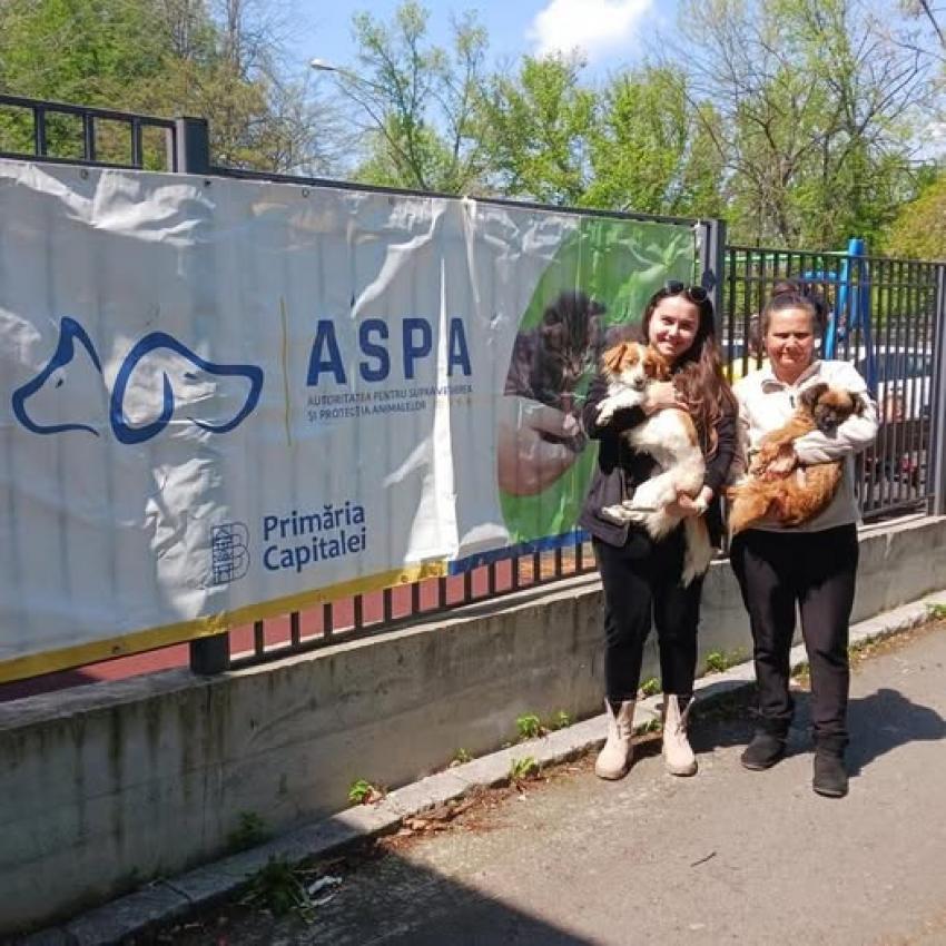 Servicii GRATUITE de microcipare și sterilizare a câinilor de rasă comună în București