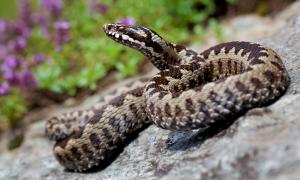 A intrat &icirc;n șoc anafilactic după ce a fost mușcat de un șarpe veninos