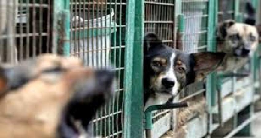 Zeci de c&acirc;ini fără stăp&acirc;n preluați de ONG-urile giurgiuvene