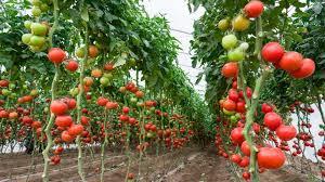 350 de milioane de lei pentru agricultorii care cultivă legume în sere și solarii